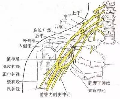 由于肩胛背神经支配的是肩胛提肌...所以会引起肩胛骨内侧区域的疼痛...