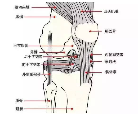 膝盖又疼了吧?重要的事儿说三遍,练静蹲!练静蹲!练静蹲!