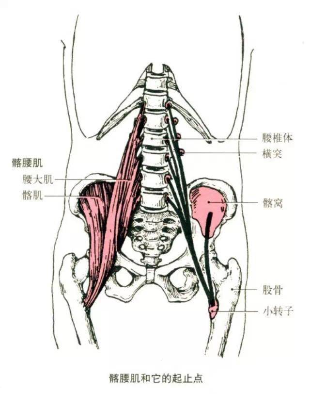 久站大腿外侧酸 找找内收肌谈判