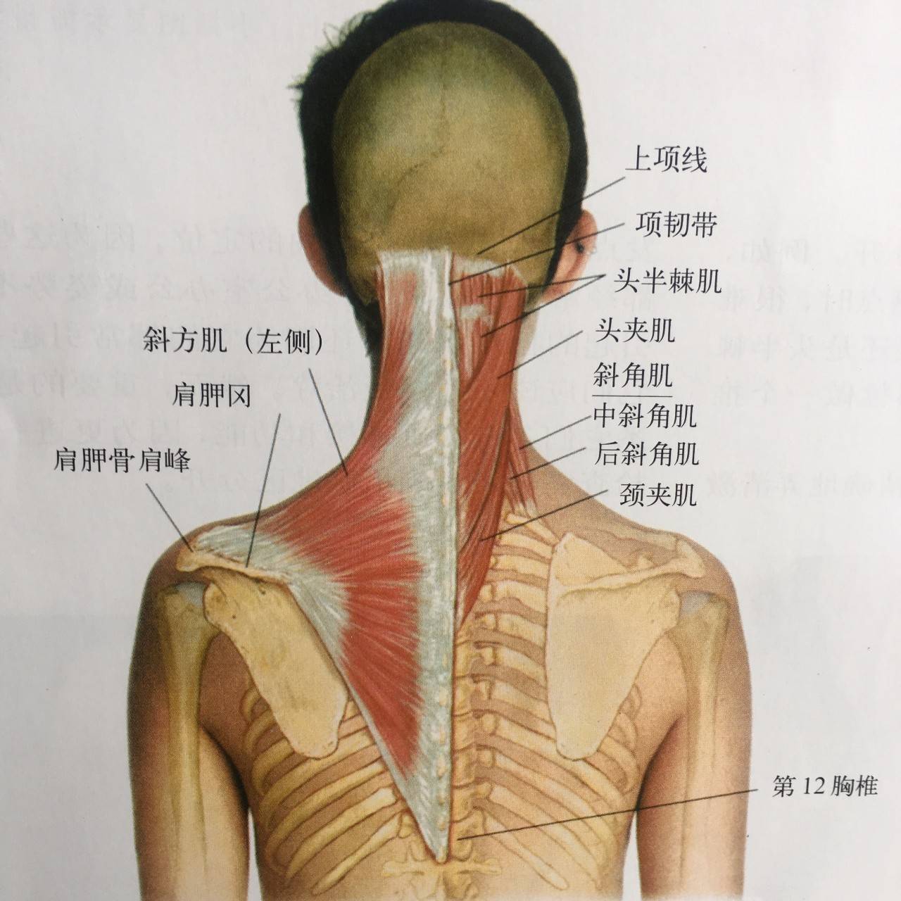 第004期：认识你的肌肉之头颈肌 - 知乎