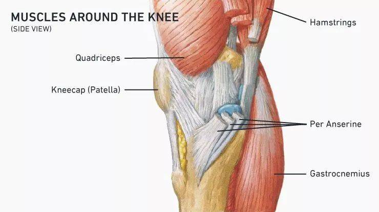 我们来看看膝盖周围有哪些肌肉.