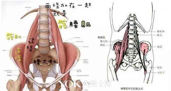 博莱分享   腰痛为何处理髂腰肌