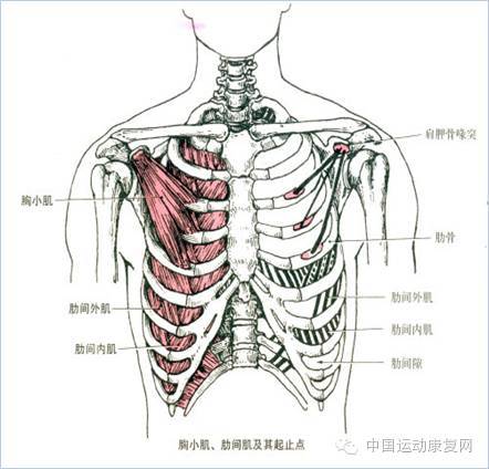 第六胸椎图片