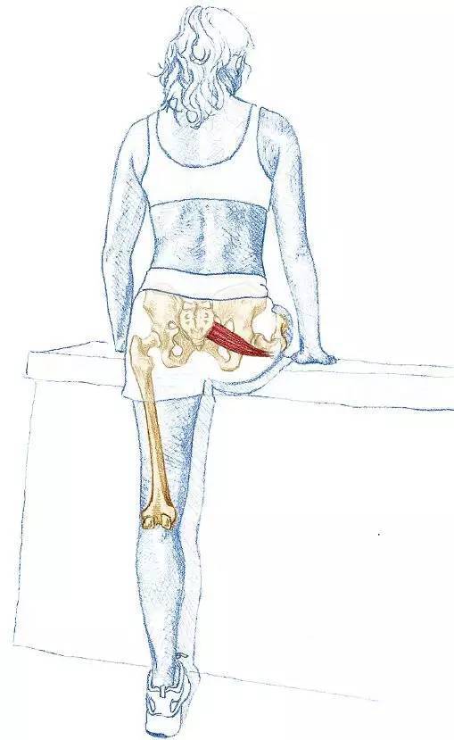 梨状肌是每个人每天都必须拉伸的肌肉.