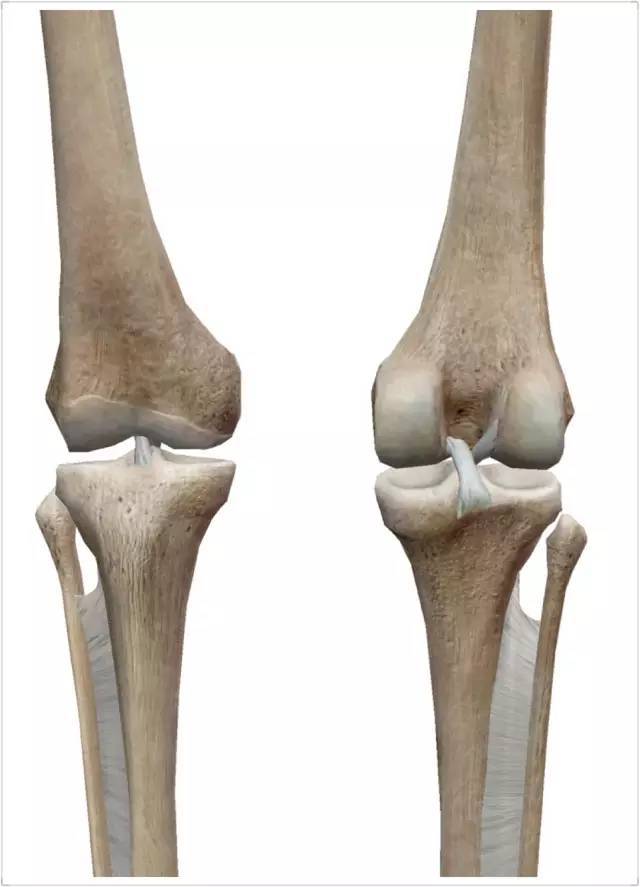 膝关节解剖(一)