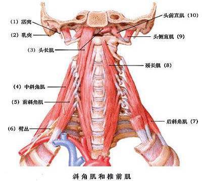 颈最长肌起止点图片