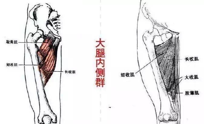 大腿根部内侧结构图图片