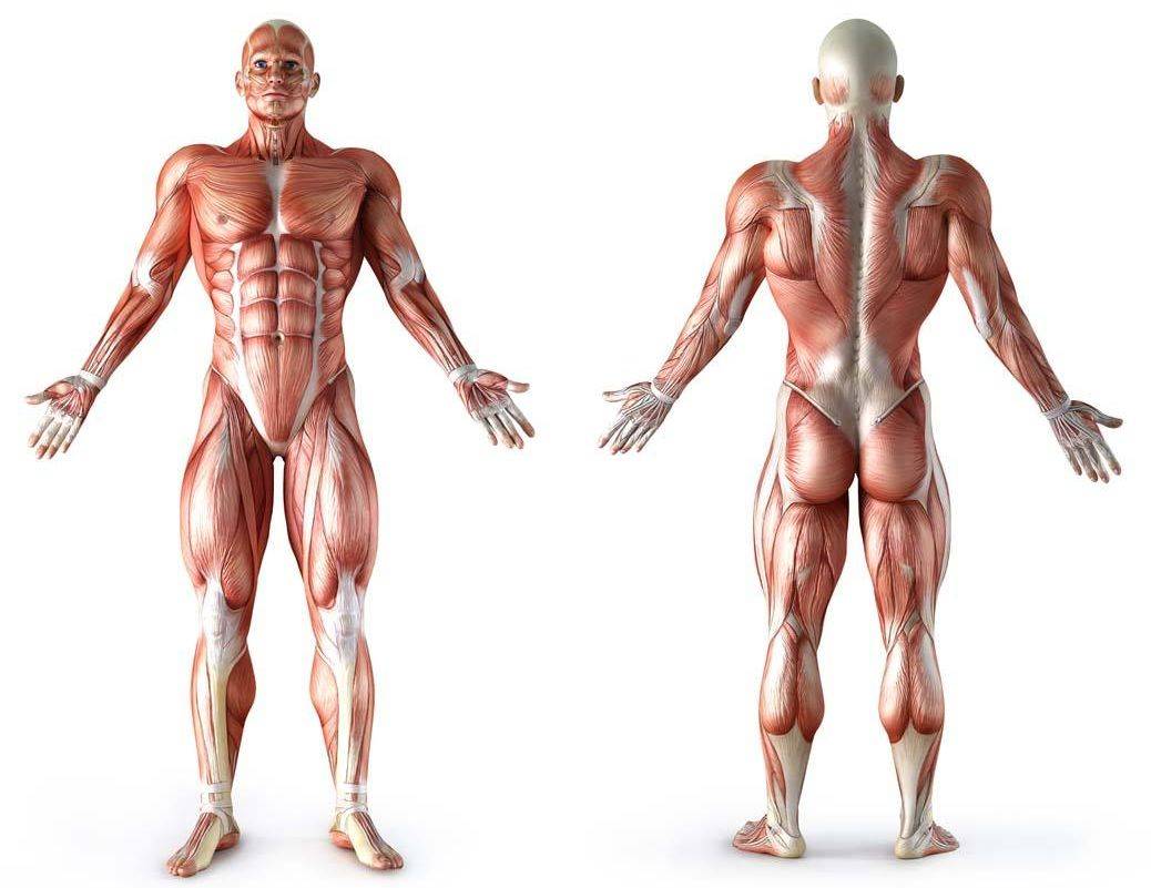 [新课通知 报名最后3天]筋骨整体评估与调衡