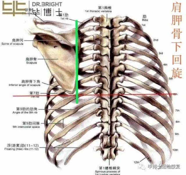评估发现双肩肩胛骨静息位下回旋加下降,评判上斜方肌,前锯肌,无力