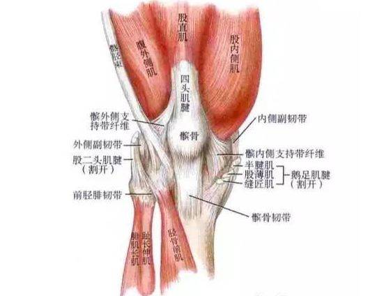 如果说股四头肌是缓解膝盖疼痛的关键肌,那么股内斜肌就可以说是关键