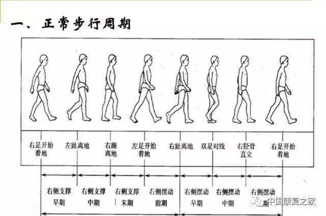 關於步態我們要知道的第一個概念是步行週期