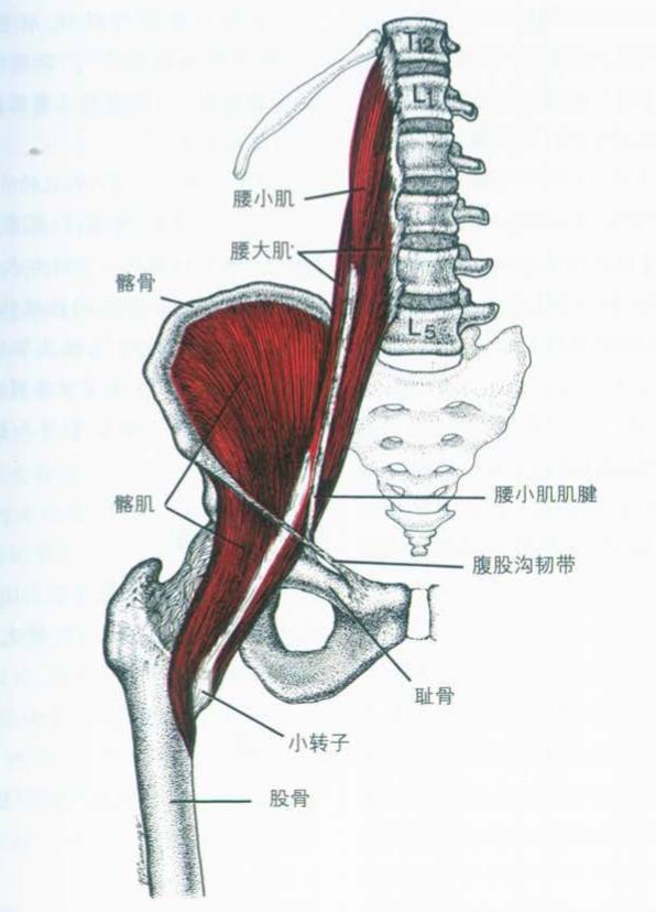 知识延伸:髂肌 上下,附着于髂窝上2/3的内侧面,完全贴覆在大骨盆的