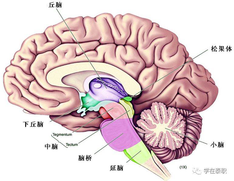 由颈上部椎关节韧带和肌肉的本体感受器传入冲动至颈脊髓,传出冲动对
