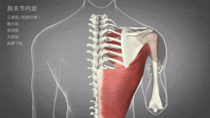 肩关节内旋 肩关节外旋: 由三角肌(后部纤维),小圆肌,冈下肌引发运动
